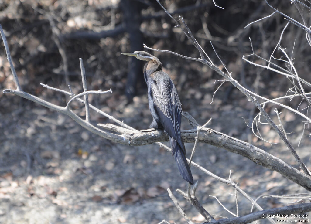 African Darter