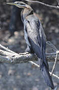 African Darter