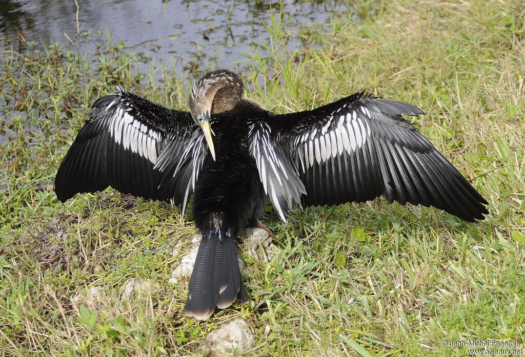 Anhinga d'Amérique