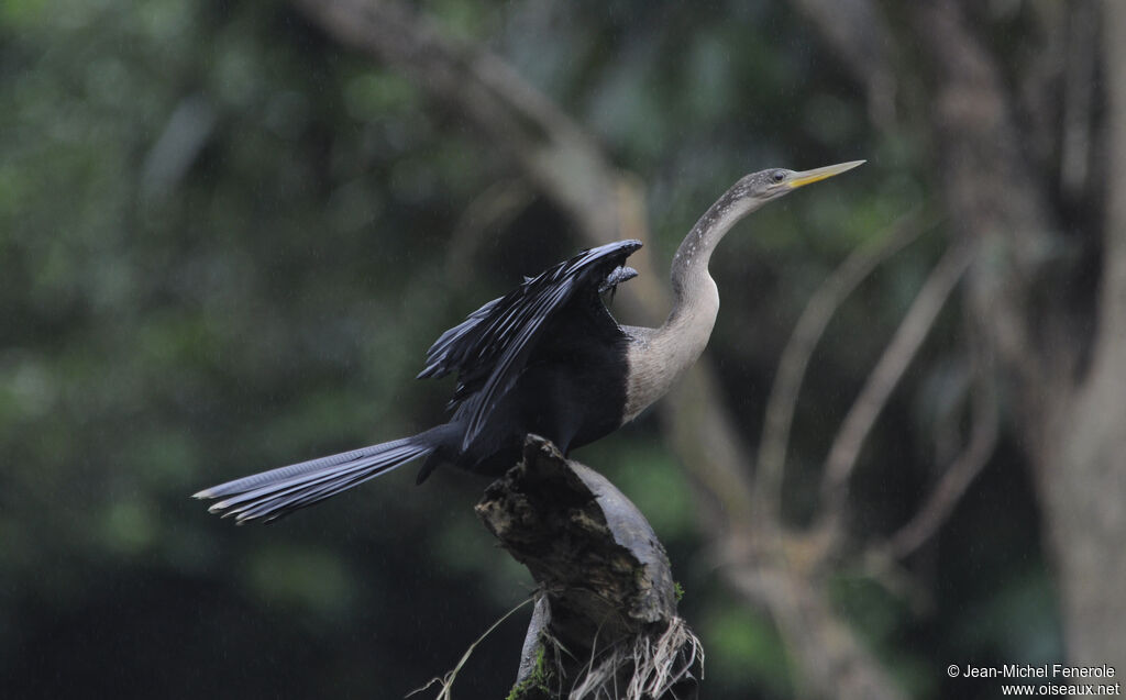 Anhinga d'Amériqueimmature