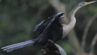 Anhinga d'Amérique