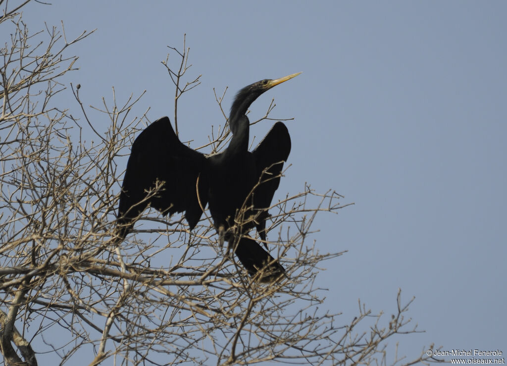 Anhinga