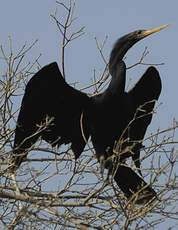 Anhinga d'Amérique