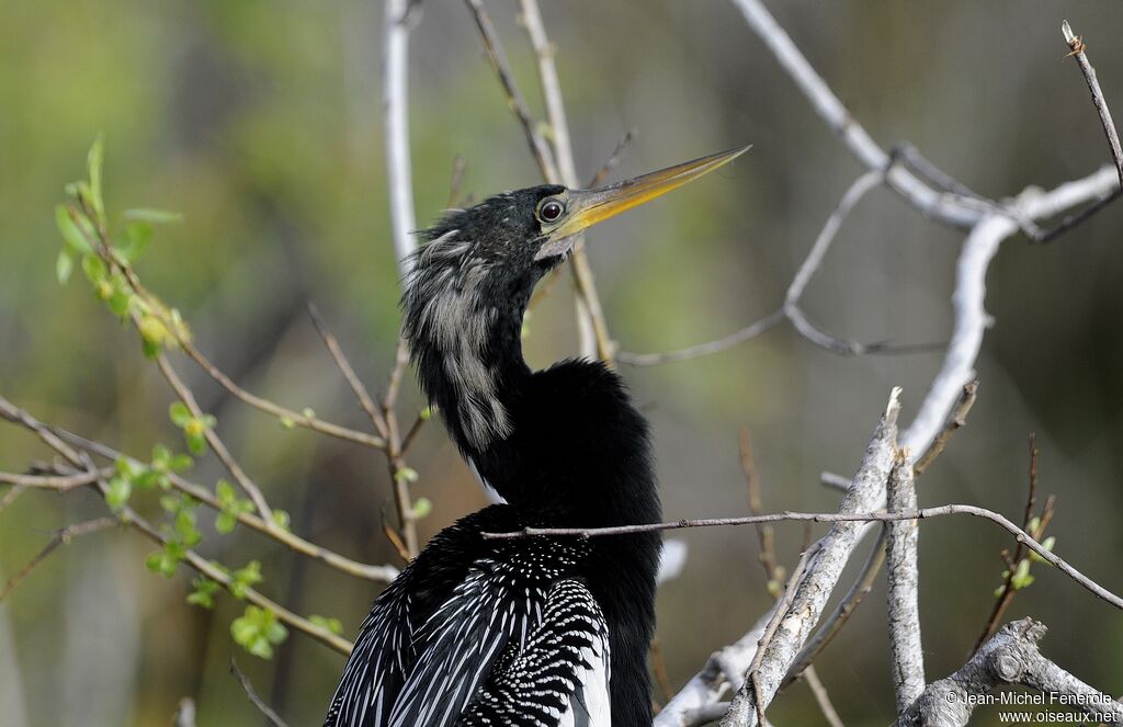 Anhinga d'Amérique