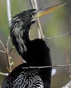 Anhinga