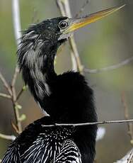 Anhinga d'Amérique