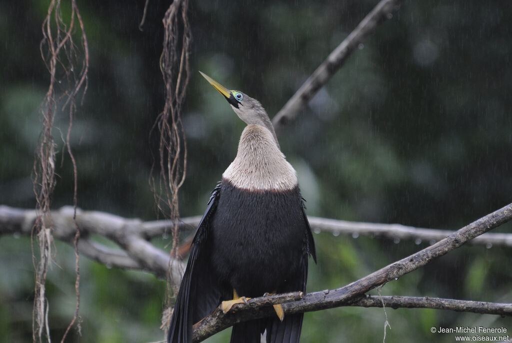 Anhinga