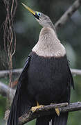 Anhinga d'Amérique