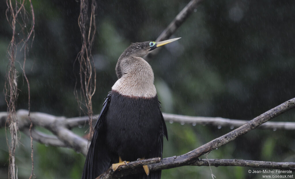 Anhinga