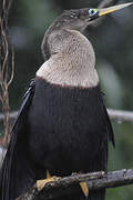 Anhinga