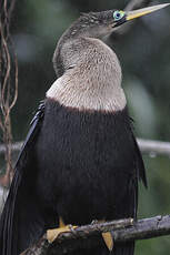 Anhinga d'Amérique