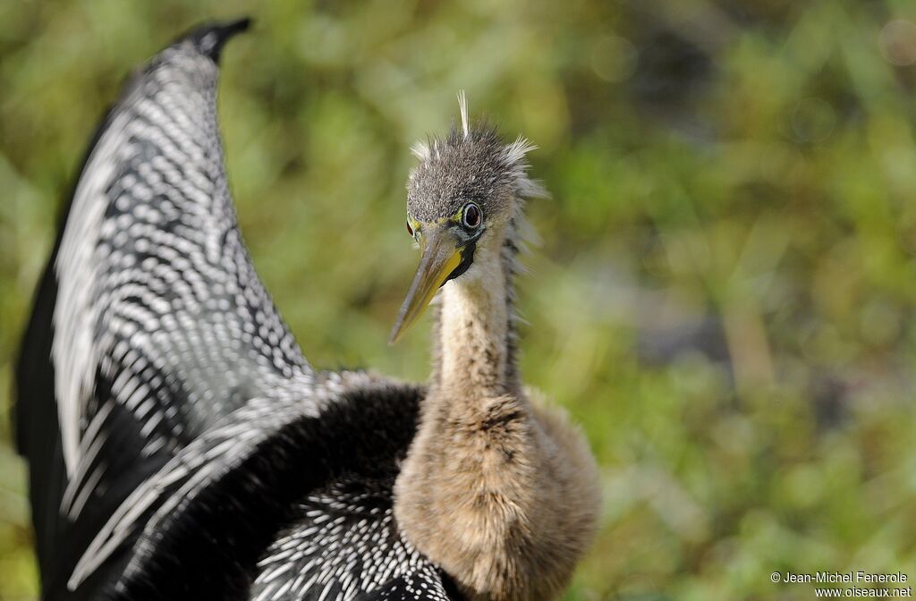 Anhinga d'Amérique