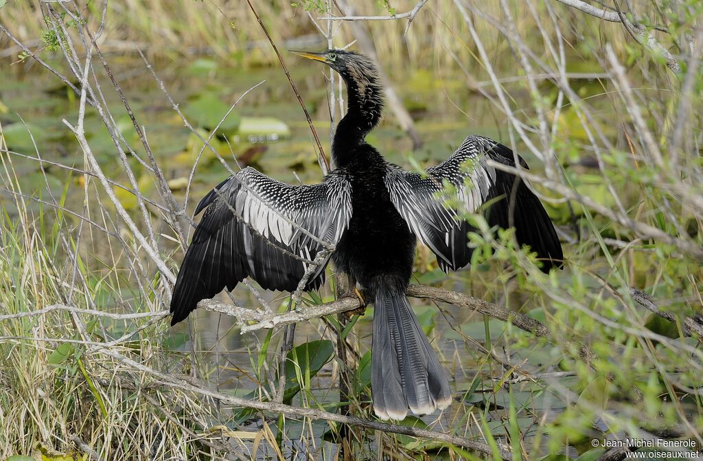 Anhinga d'Amérique