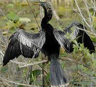 Anhinga