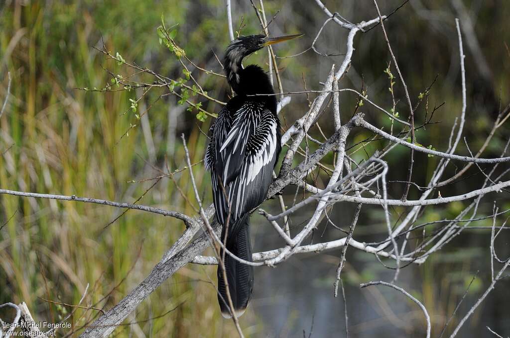 Anhinga male adult, identification, pigmentation