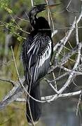 Anhinga