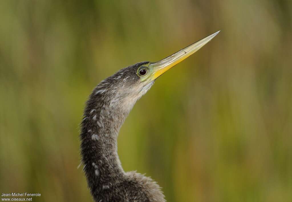 Anhingaimmature, close-up portrait