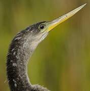 Anhinga d'Amérique