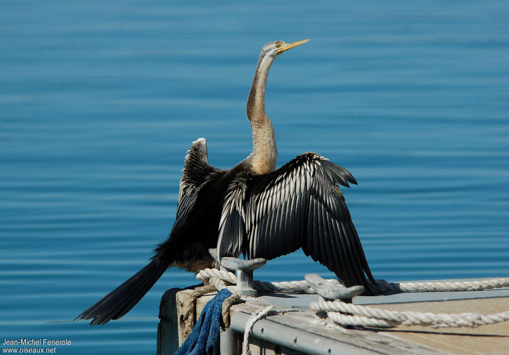 Anhinga d'Australieadulte