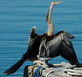 Anhinga d'Australie