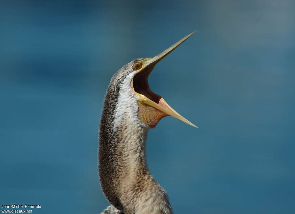 Anhinga d'Australie, portrait