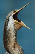 Anhinga d'Australie