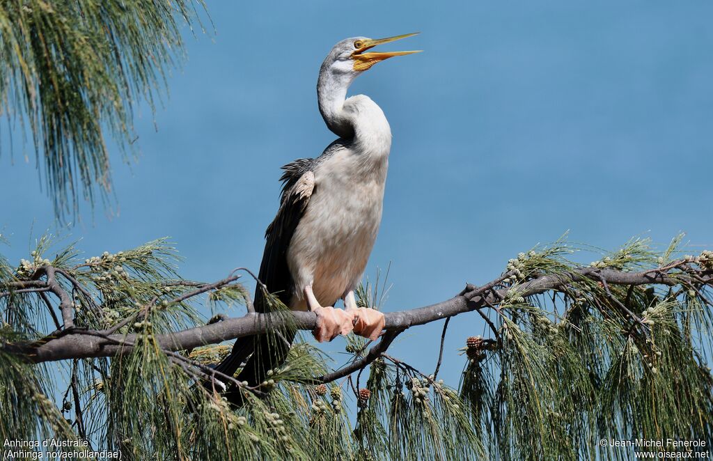 Anhinga d'Australie