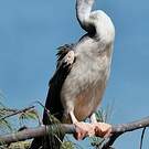 Anhinga d'Australie