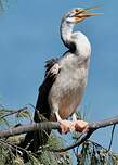 Anhinga d'Australie