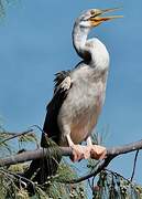 Australasian Darter