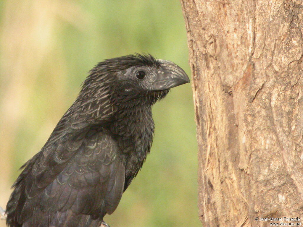 Groove-billed Ani