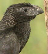 Groove-billed Ani