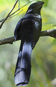 Groove-billed Ani