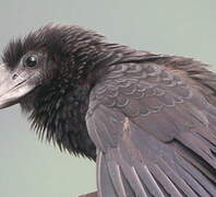 Smooth-billed Ani