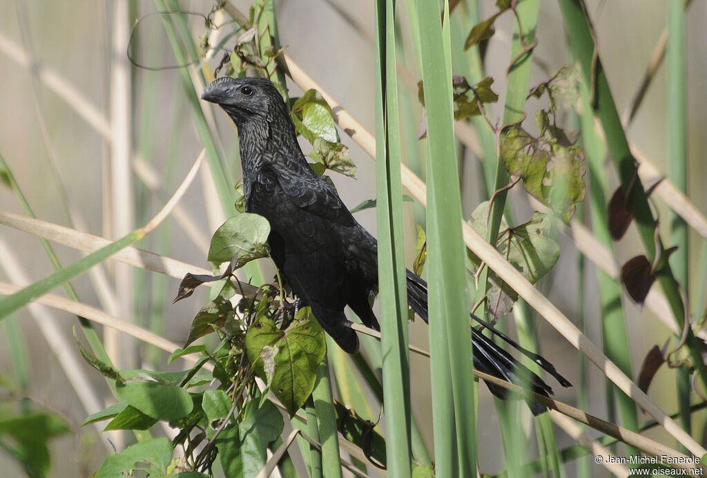 Smooth-billed Ani