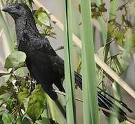 Smooth-billed Ani