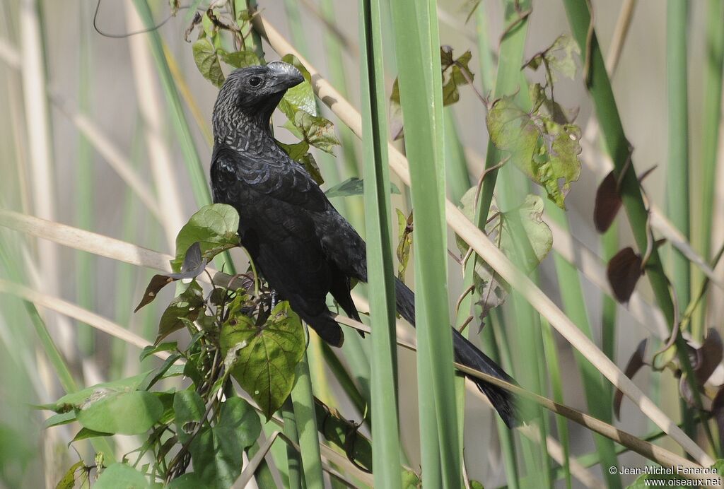 Smooth-billed Ani