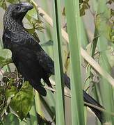 Smooth-billed Ani