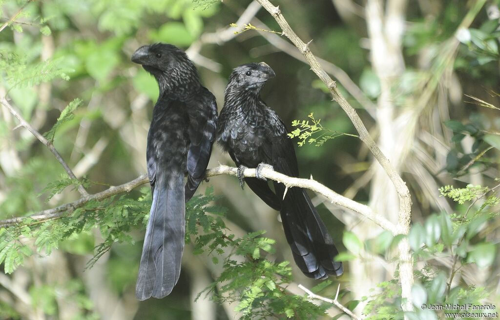 Smooth-billed Ani