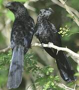 Smooth-billed Ani