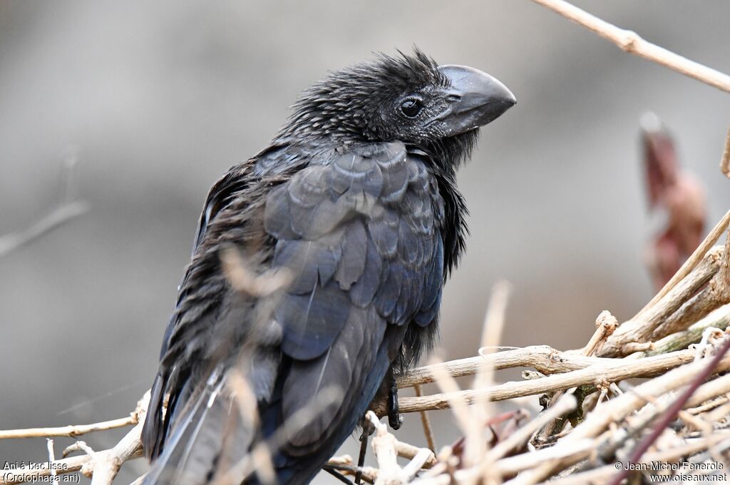 Smooth-billed Ani