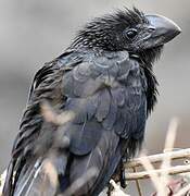 Smooth-billed Ani