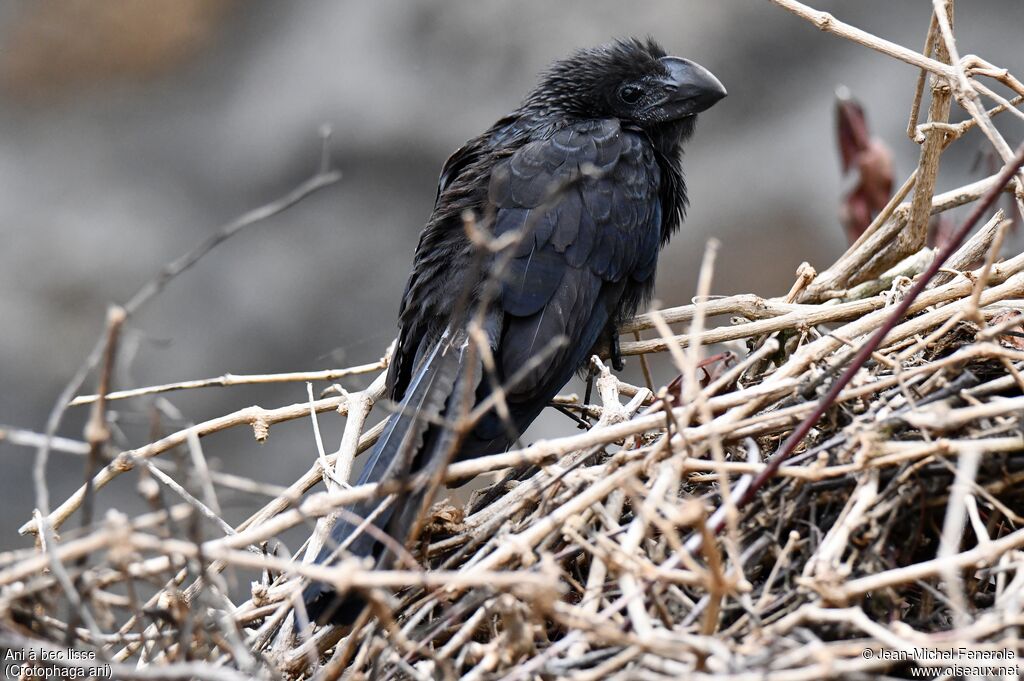 Smooth-billed Ani