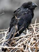 Smooth-billed Ani