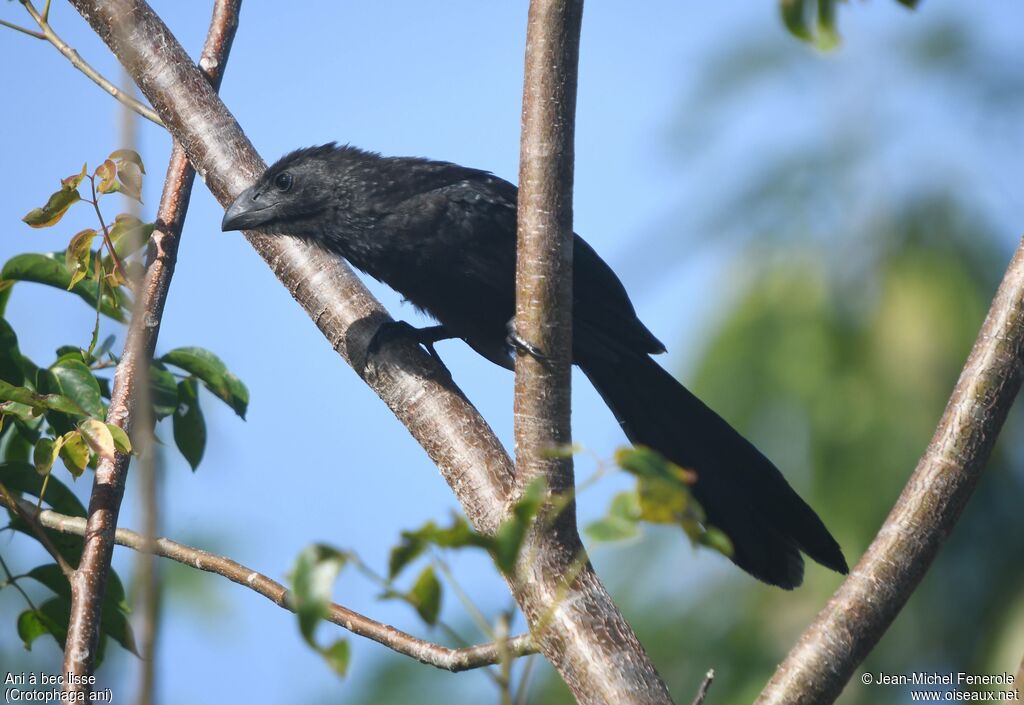 Smooth-billed Ani