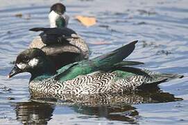 Green Pygmy Goose