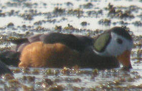 African Pygmy Goose