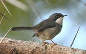 Apalis à collier