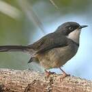 Apalis à collier