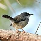 Apalis à collier